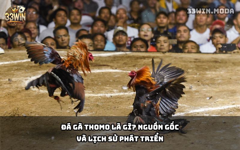 Đá Gà Thomo 33Win