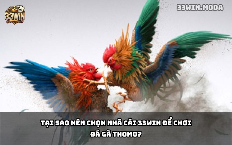 Đá Gà Thomo 33Win